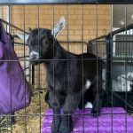 baby goat photo for socials