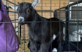 baby goat photo for socials